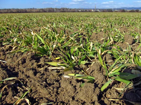Porost pšenice poškozený mrazy Porost pšenice poškozený mrazy