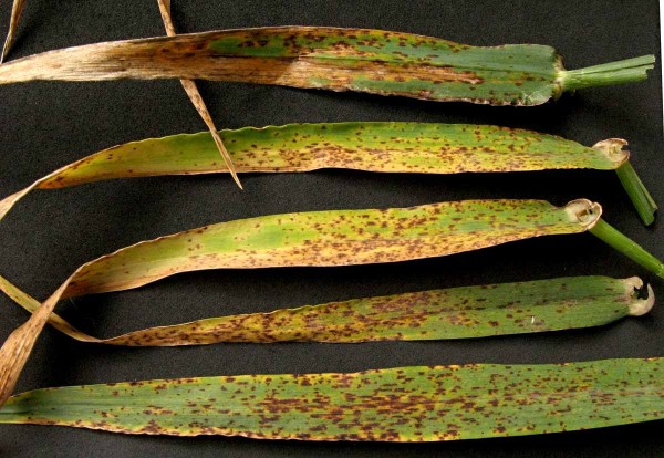 Tmavohnědá skvrnitost ječmene - ramuláriová skvrnitost Tmavohnědá skvrnitost ječmene - ramuláriová skvrnitost
