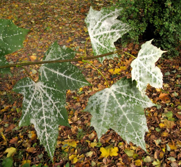 Padlí na javoru Padlí na javoru