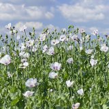 O&scaron;etřen&iacute; osiva jarn&iacute;ho m&aacute;ku