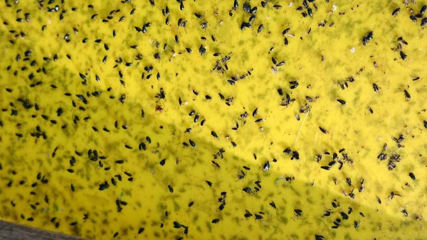 Skočky na žltej lepovej doske Skočky na žltej lepovej doske