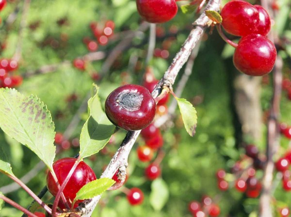 Moniliov&aacute; hniloba na&nbsp;vi&scaron;n&iacute;ch 