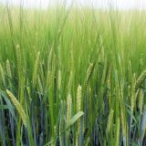 Overture - nově preferovan&aacute; odrůda sladovnick&eacute;ho ječmene