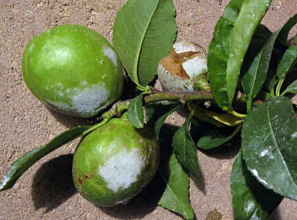 padl&iacute; broskvoně na plodu