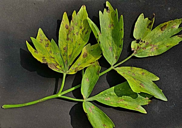 Septoriov&aacute; skvrnitost listů celeru