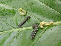 Housenky můr Housenky můr