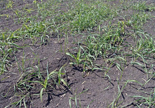 Obr. 9: Intenzita zaplevelen&iacute; p&yacute;rem plaziv&yacute;m kles&aacute;, restrikce glyphosatov&yacute;ch herbicidů by v&scaron;ak mohly tento trend změnit