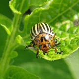 V&yacute;sledky pokusů s&nbsp;př&iacute;pravky proti mandelince bramborov&eacute; v&nbsp;roce 2018