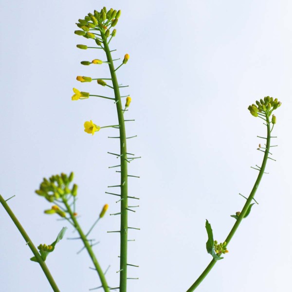 Po&scaron;kozen&iacute; (nenasazen&iacute;) &scaron;e&scaron;ul&iacute; řepky bl&yacute;sk&aacute;čky v&nbsp;chladn&eacute;m obdob&iacute; květu řepky