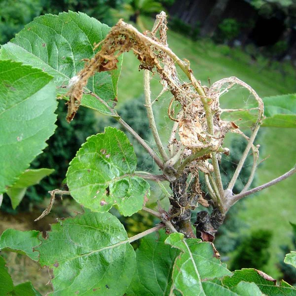 Pupenoví obaleči Pupenoví obaleči