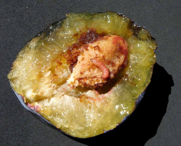 Obaleč švestkový - housenka Obaleč švestkový - housenka