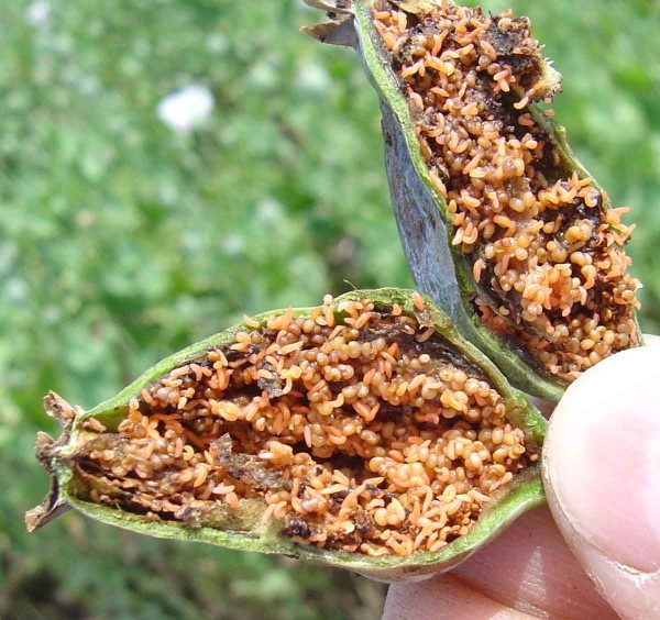 Larvy bejlomorky makové Larvy bejlomorky makové