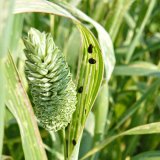Kohoutci rodu Oulema v&nbsp;porostech lesknice kan&aacute;rsk&eacute; a&nbsp;ochrana proti nim