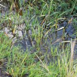 Expanze vlhkomilných plevelů na orné půdě Expanze vlhkomilných plevelů na orné půdě