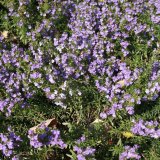 Choroby a&nbsp;&scaron;kůdci saturejky