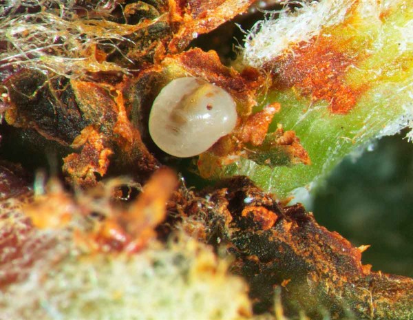 Housenice pilatky jablečn&eacute; těsně před vyl&iacute;hnut&iacute;m