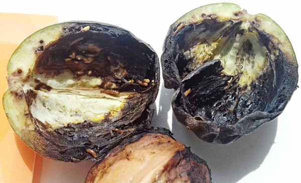 Larvy vrtivky orechovej