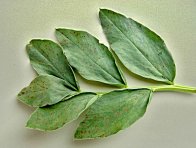 Hněd&aacute; skvrnitost bobu