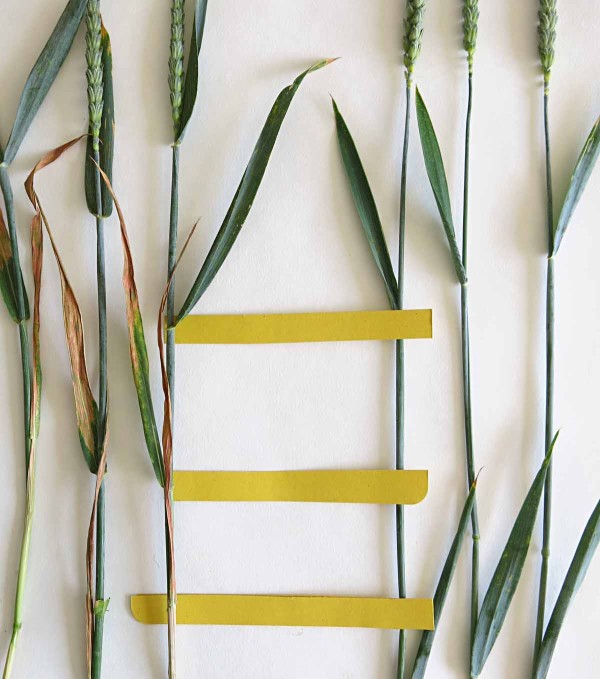 Obr. 8: Vlevo rostliny z regulovaného porostu pšenice Obr. 8: Vlevo rostliny z regulovaného porostu pšenice