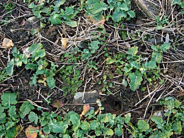 Plevele v&nbsp;řepce lze odstranit i&nbsp;na jaře