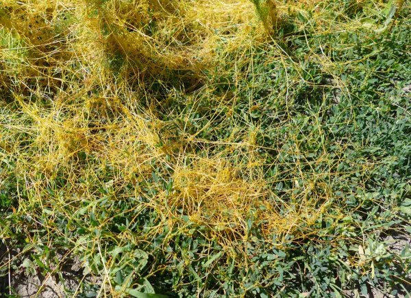 Kokotice ladn&iacute; parazituj&iacute;c&iacute; na rdesnu ptač&iacute;m