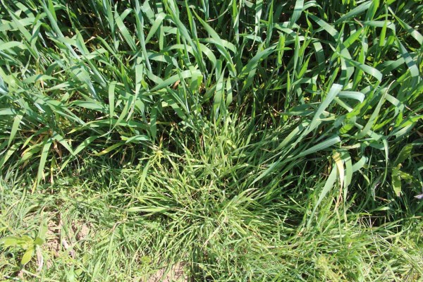 14 dn&iacute; po aplik&aacute;cii pyroxulamu