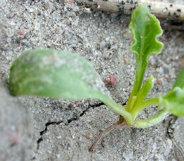 Obr. 1: Spála mladých rostlin způsobená Aphanomyces cochlioides Obr. 1: Spála mladých rostlin způsobená Aphanomyces cochlioides