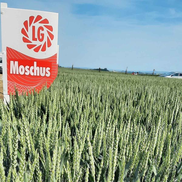 Moschus vynik&aacute; kvalitou E a&nbsp;v&yacute;born&yacute;m zdravotn&iacute;m stavem