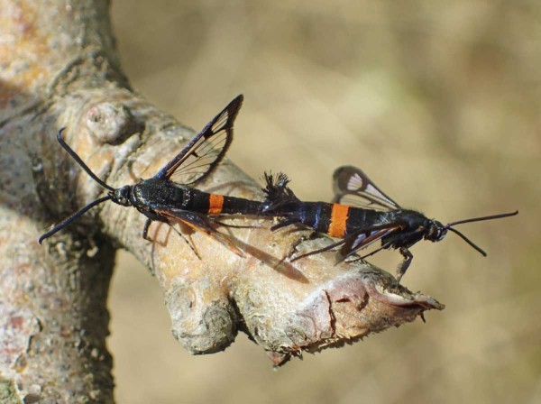 Nesytka jabloňov&aacute;