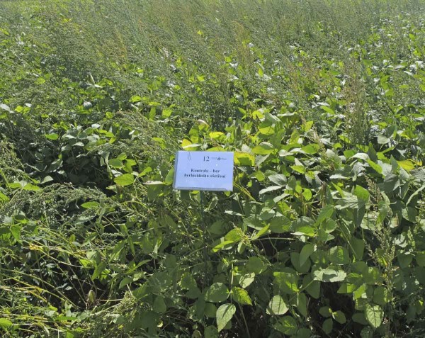 Kontrola - bez herbicidn&iacute;ho o&scaron;etřen&iacute;