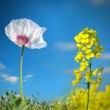 Dvojit&yacute; z&aacute;sah