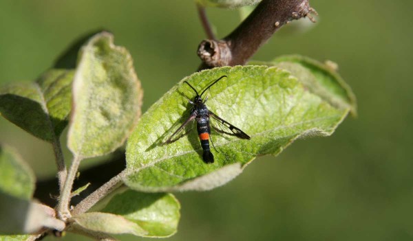 V květnu začíná svou letovou aktivitu nesytka jabloňová V květnu začíná svou letovou aktivitu nesytka jabloňová