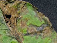 Alternáriová skvrnitost brukvovitých - detail listu Alternáriová skvrnitost brukvovitých - detail listu