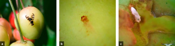 Vrtule tře&scaron;ňov&aacute;: a&nbsp;- dospělec, b - vpich na plodu, c - vaj&iacute;čko ve f&aacute;zi dvou čern&yacute;ch skvrn