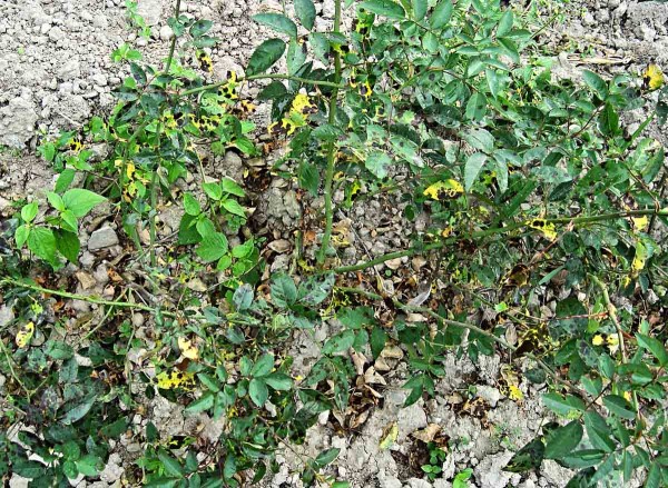 Černá skvrnitost listů růže Černá skvrnitost listů růže