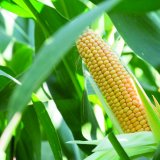 Caussade Semences m&aacute; co nab&iacute;dnout