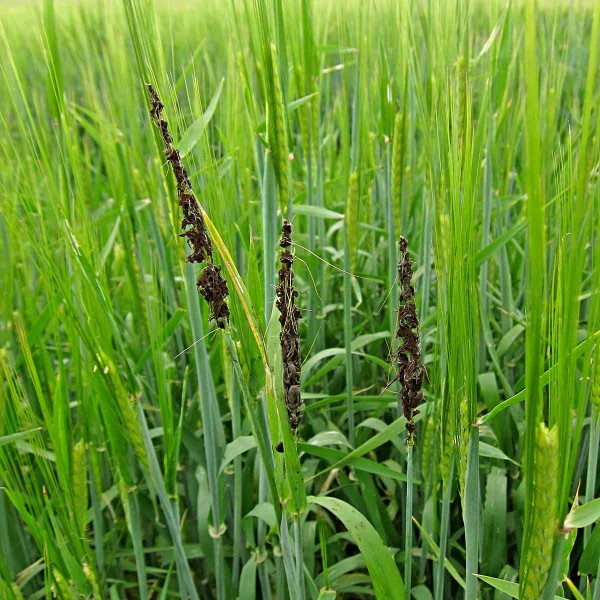 Prašná snětivost ječmene Prašná snětivost ječmene