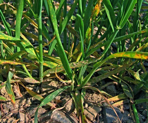 Padlí ječmene na spodní části rostlin Padlí ječmene na spodní části rostlin