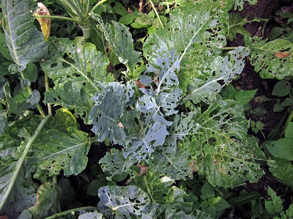 Poškození listů kedluben housenkami Poškození listů kedluben housenkami