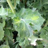 Virov&eacute; choroby řepky, jejich v&yacute;skyt, přenos, přirozen&eacute; rezervo&aacute;ry a&nbsp;ochrana