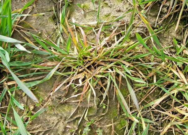 Příznaky virové zakrslosti na pšenici Příznaky virové zakrslosti na pšenici