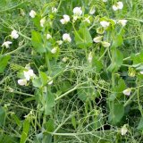 Boxer - nov&aacute; žlutosemenn&aacute; odrůda hrachu