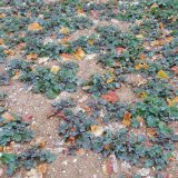 Stav leto&scaron;n&iacute;ch porostů řepky a&nbsp;prvn&iacute; jarn&iacute; doporučen&iacute;