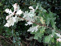 Padlí na dubu Padlí na dubu