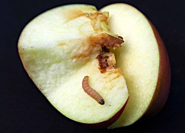 Obaleč jablečný - housenka Obaleč jablečný - housenka