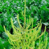 Invazní plevele (6): Plevelná řepa Invazní plevele (6): Plevelná řepa