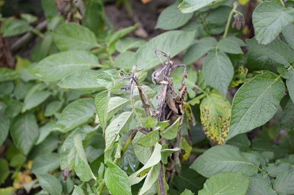 Projevy primární infekce plísní bramboru Projevy primární infekce plísní bramboru