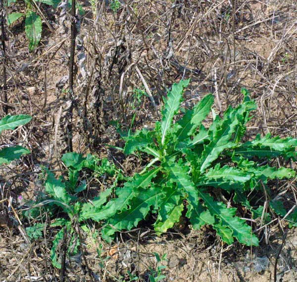 Regenerace rostlin pcháče po aplikaci herbicidů Regenerace rostlin pcháče po aplikaci herbicidů