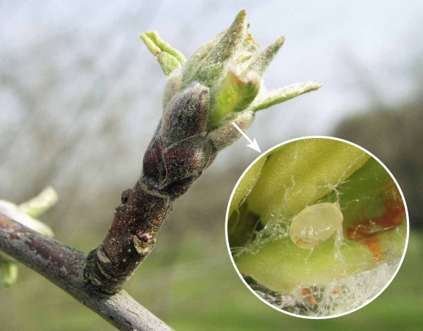 Ve f&aacute;zi my&scaron;&iacute;ho ou&scaron;ka je na z&aacute;sah proti květopasu jablo&not;ňov&eacute;mu zpravidla pozdě - vaj&iacute;čka již b&yacute;vaj&iacute; vykla&not;dena