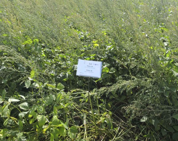 POST Pulsar 40 + Pulsar 40 (odstup 10 dnů) - 0,65 + 0,6 l/ha